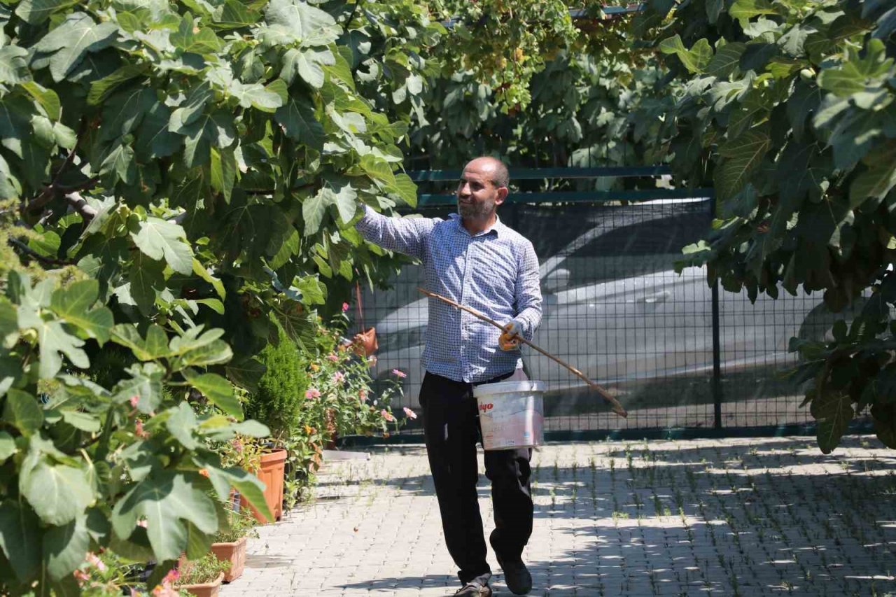 Tescilli Abbas incirinde hasat başladı