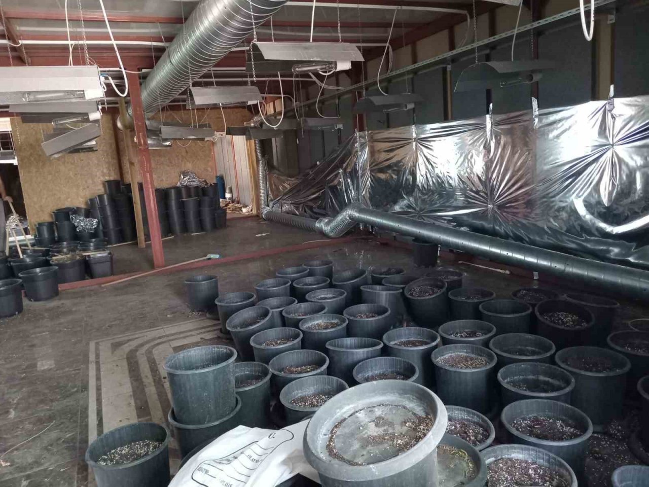 Uyuşturucu yetiştirmek için şehrin merkezindeki iş yerinde özel tesisat kurmuşlar