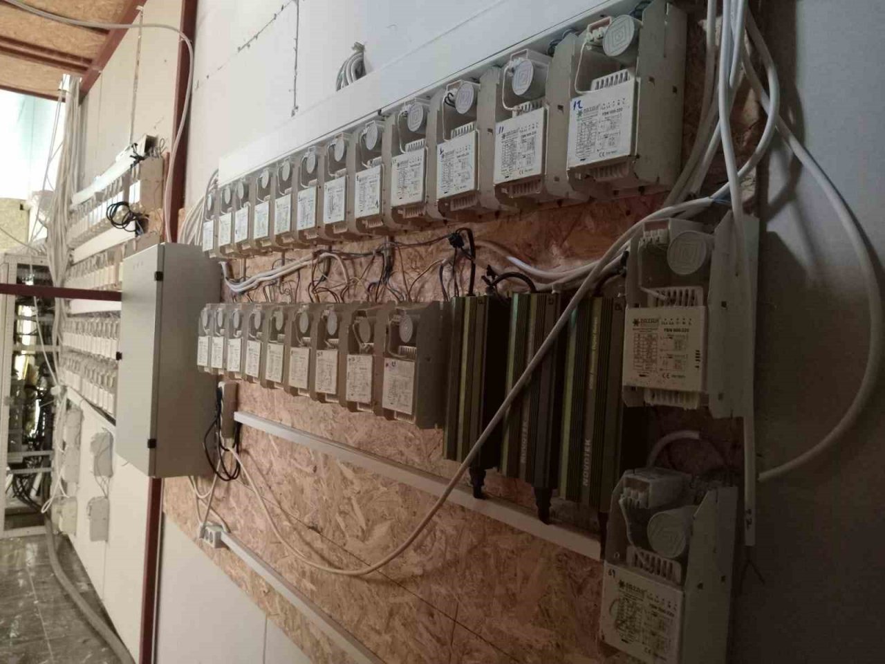 Uyuşturucu yetiştirmek için şehrin merkezindeki iş yerinde özel tesisat kurmuşlar