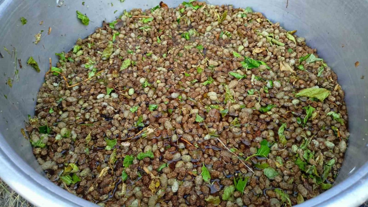 Sakin şehir Arapgir’de dut pekmezi geleneği sürdürülüyor