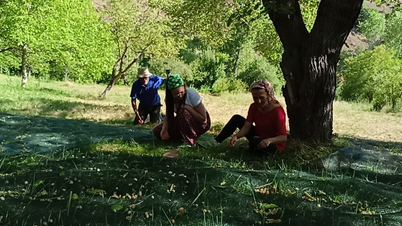 Sakin şehir Arapgir’de dut pekmezi geleneği sürdürülüyor