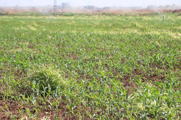 Mardin’de ikinci ürün olan mısır bir ay gecikmeli ekildi