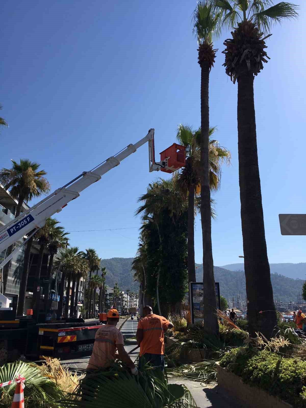 Marmaris’in sembolü palmiyelerin bakımı yapılıyor