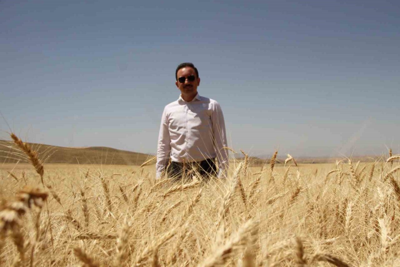 Kaymakam Bayram biçerdöverle hasat yaptı