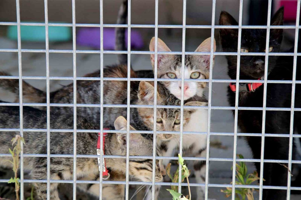 Bu merkezde her gün yüzlerce can dostu şifa buluyor