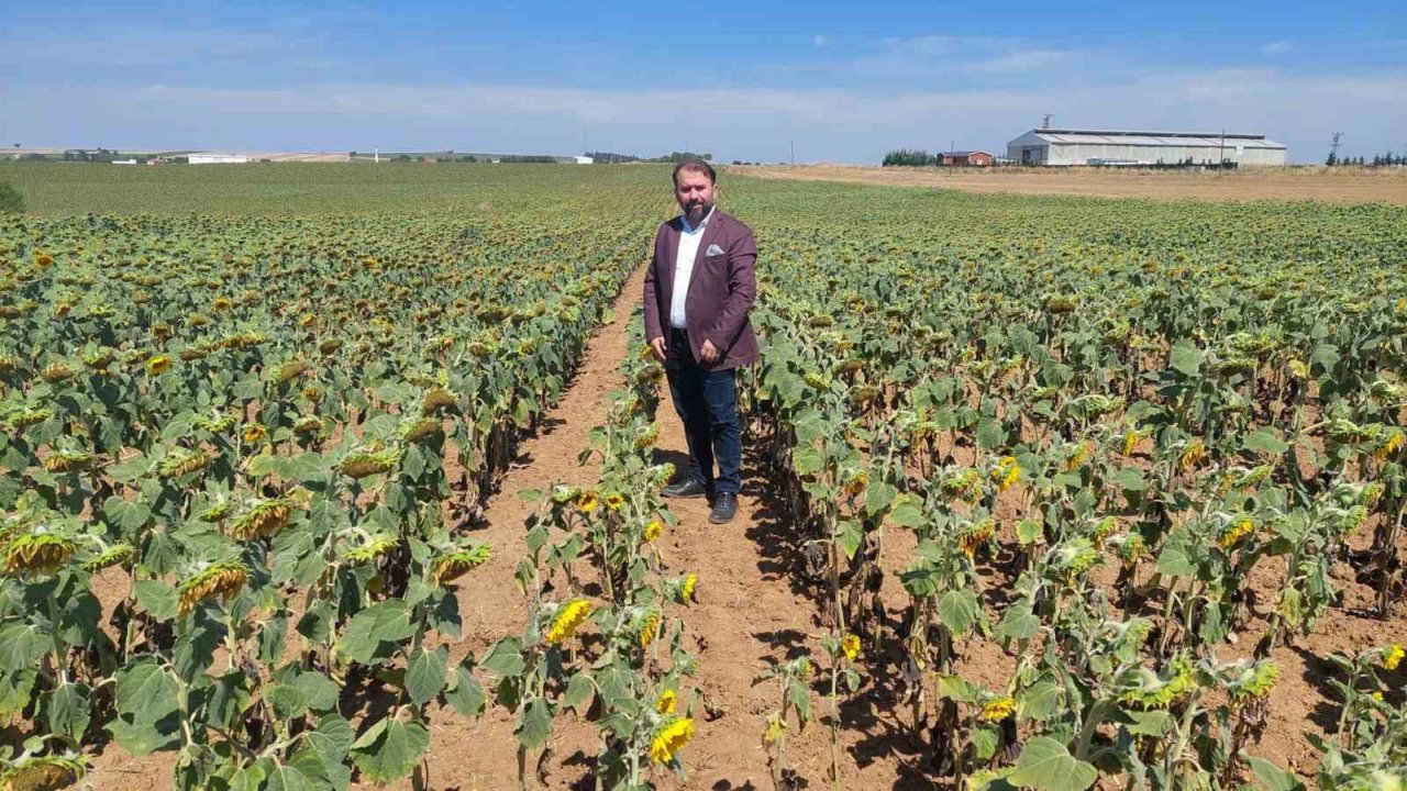 Son yılların en büyük kuraklığı yaşanıyor: Ayçiçeği bücür kaldı