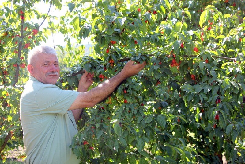 16. Şenköy Kızılcık Şenliği için geri sayım