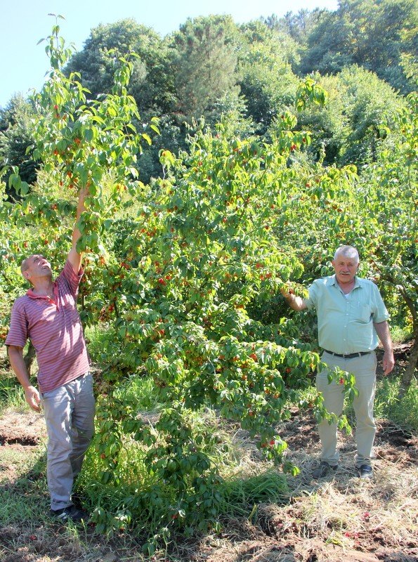 16. Şenköy Kızılcık Şenliği için geri sayım
