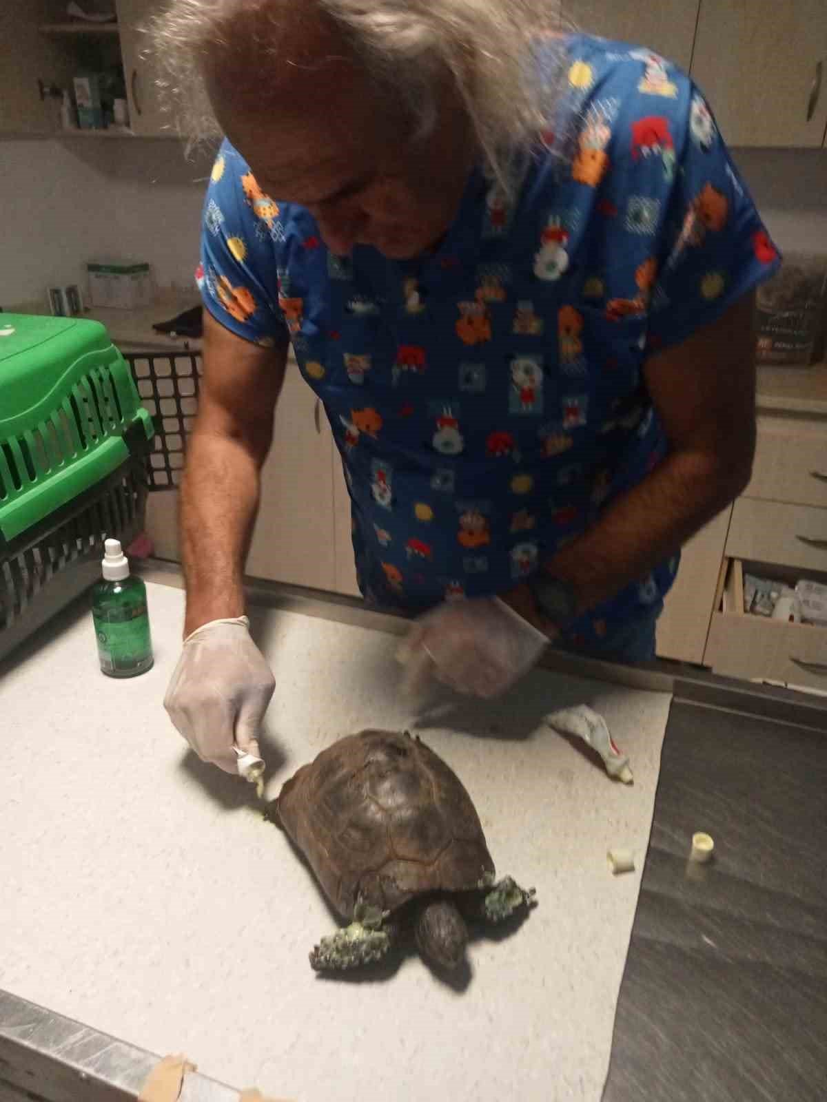 Yangında kurtarılan kaplumbağalar tedavi ediliyor