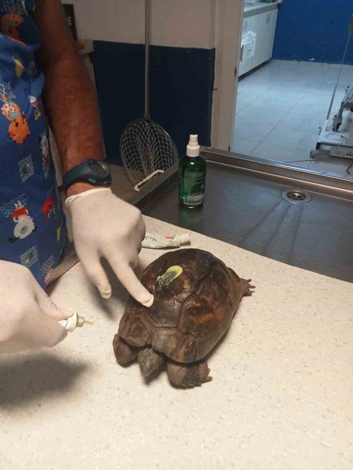 Yangında kurtarılan kaplumbağalar tedavi ediliyor