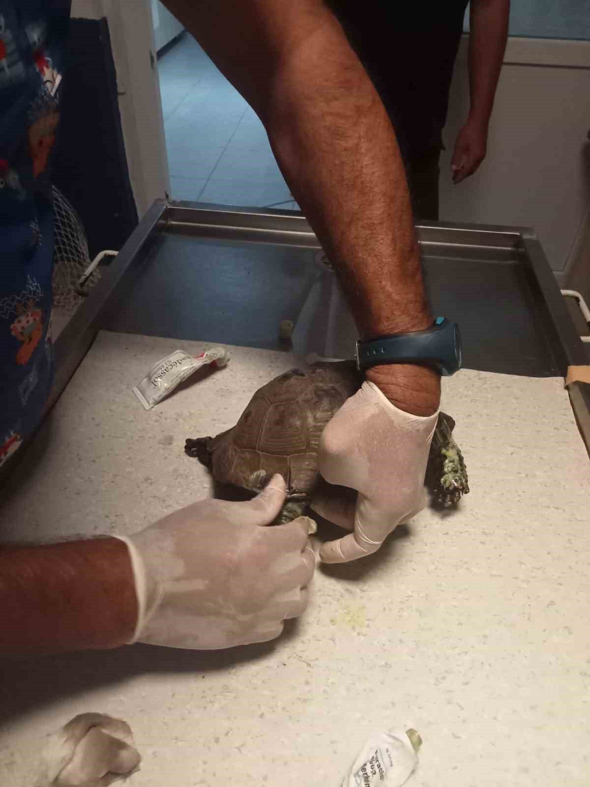 Yangında kurtarılan kaplumbağalar tedavi ediliyor