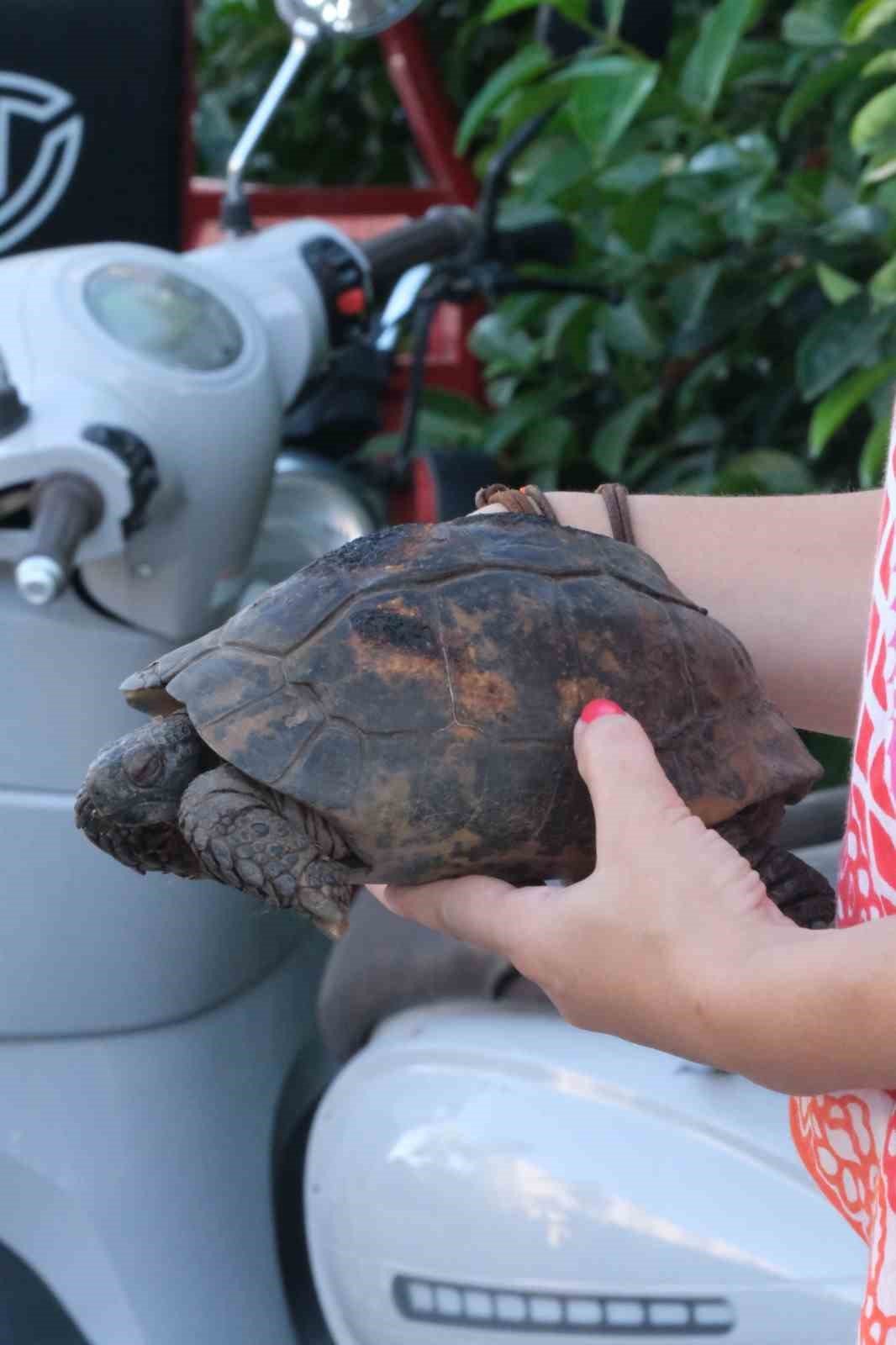 Yangında kurtarılan kaplumbağalar tedavi ediliyor