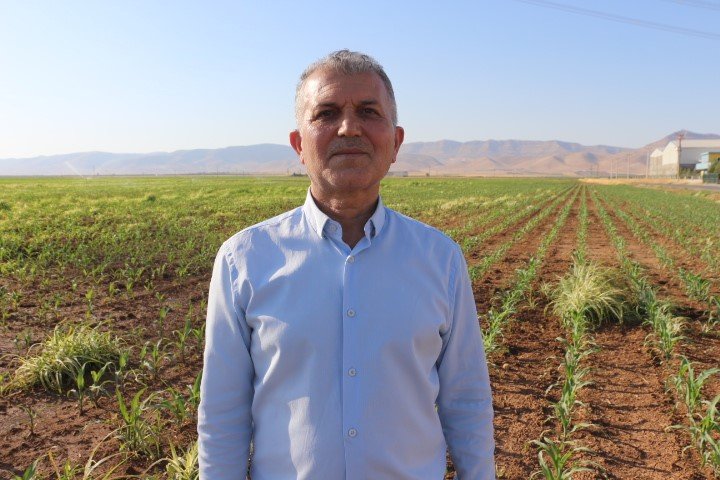 Mardin’de ikinci ürün olan mısır bir ay gecikmeli ekildi