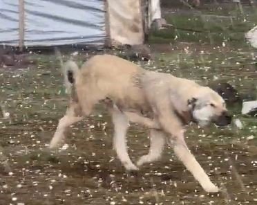 Ardahan’da misket büyüklüğünde dolu yağdı