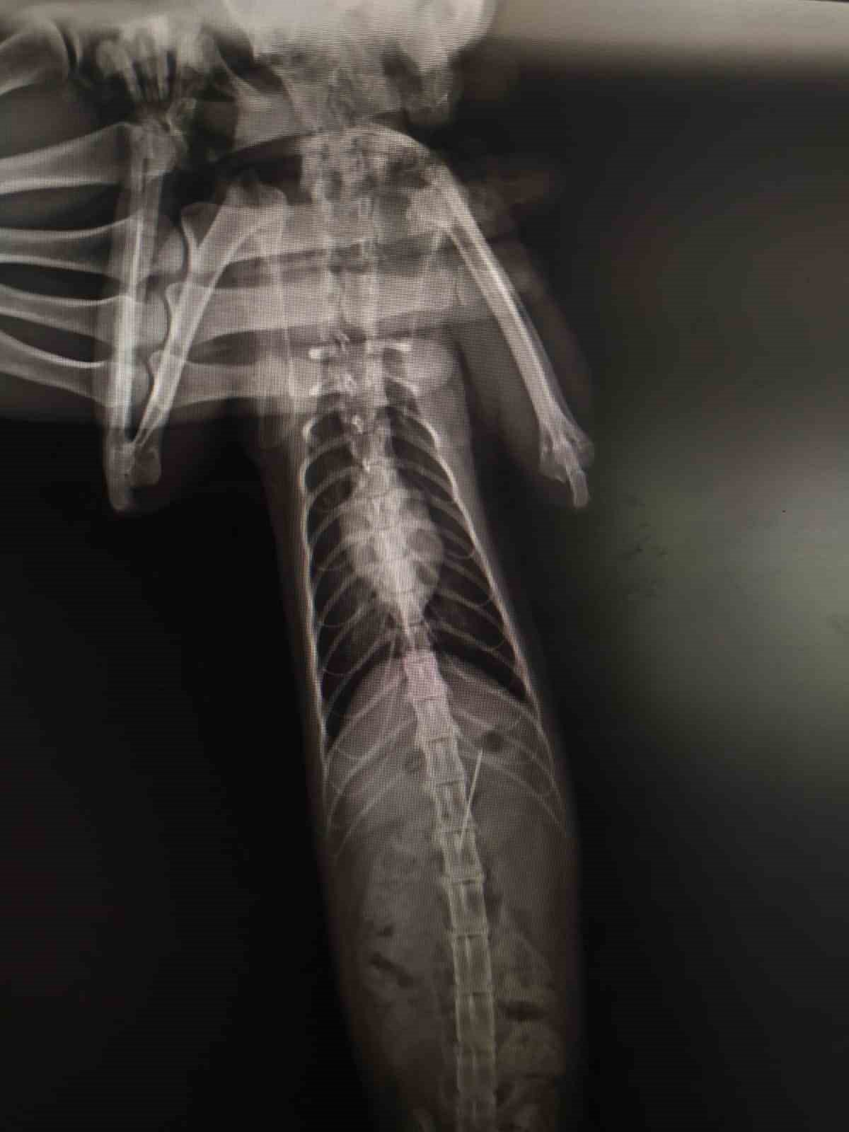 Rahatsızlanan kedinin midesinden dikiş iğnesi çıktı