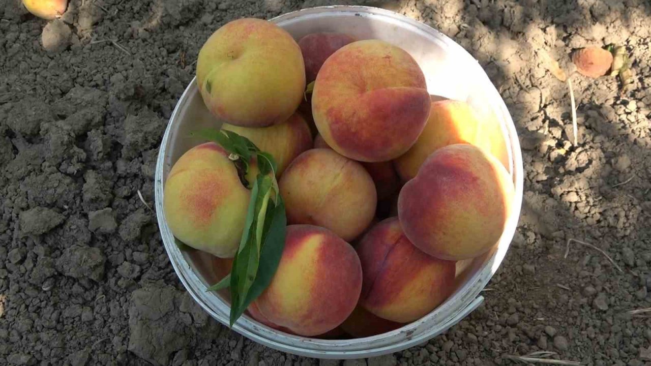 Şeftalide bu yıl rekolte düşük ama kalite iyi