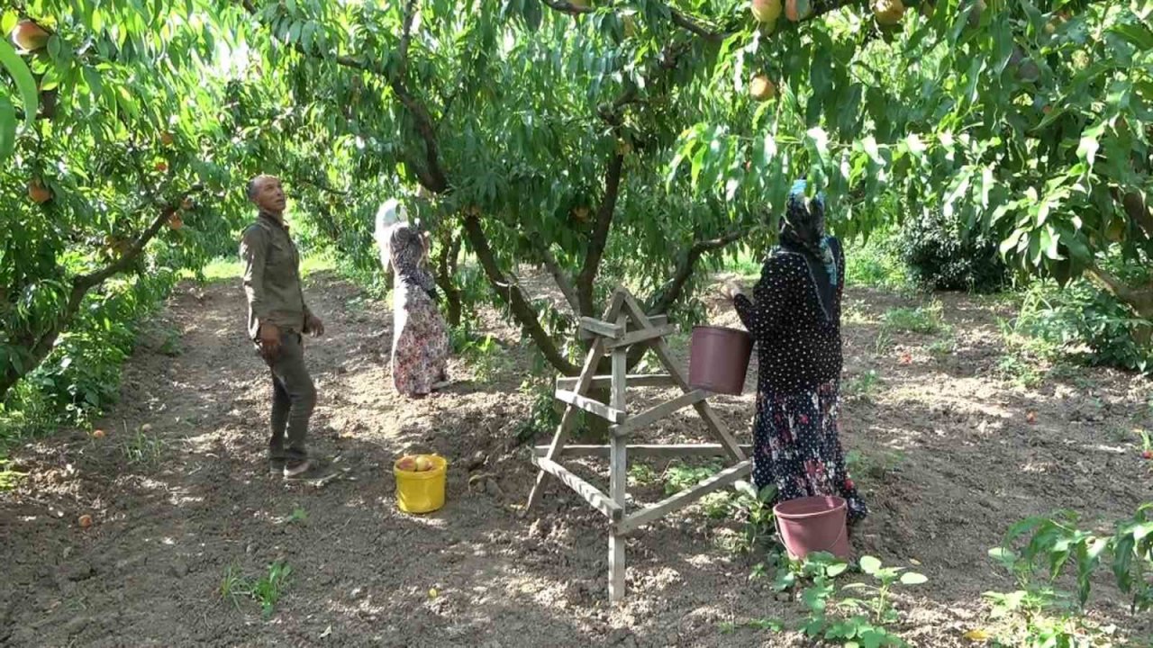 Şeftalide bu yıl rekolte düşük ama kalite iyi