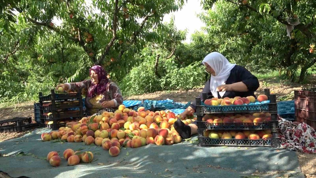 Şeftalide bu yıl rekolte düşük ama kalite iyi
