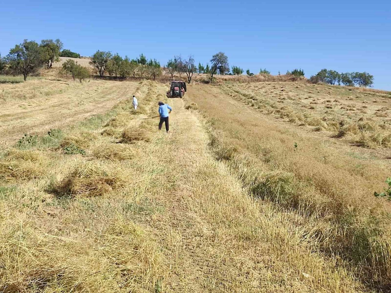 Anasonun anavatanında hasat sona erdi