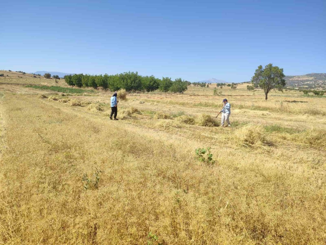 Anasonun anavatanında hasat sona erdi