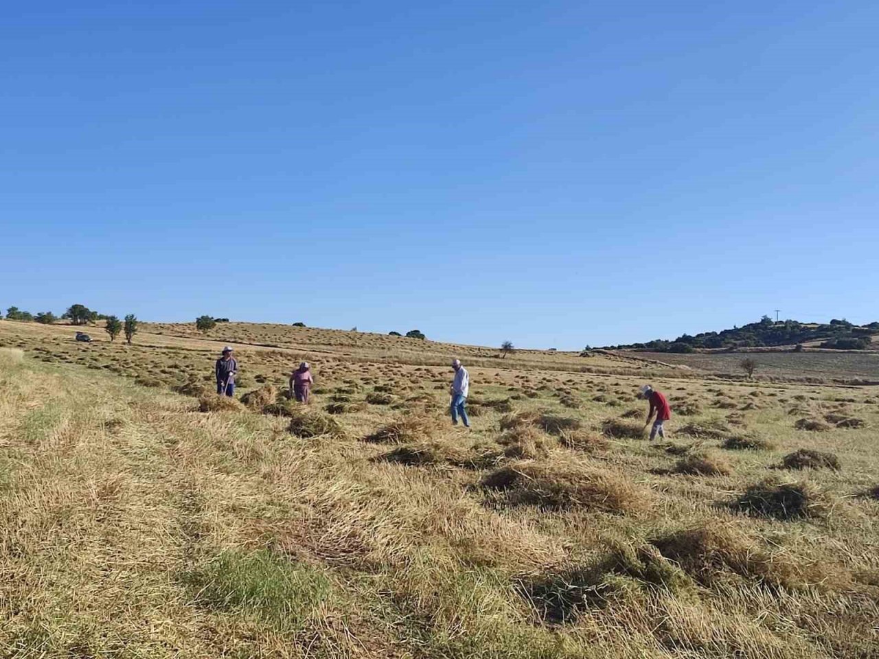 Anasonun anavatanında hasat sona erdi