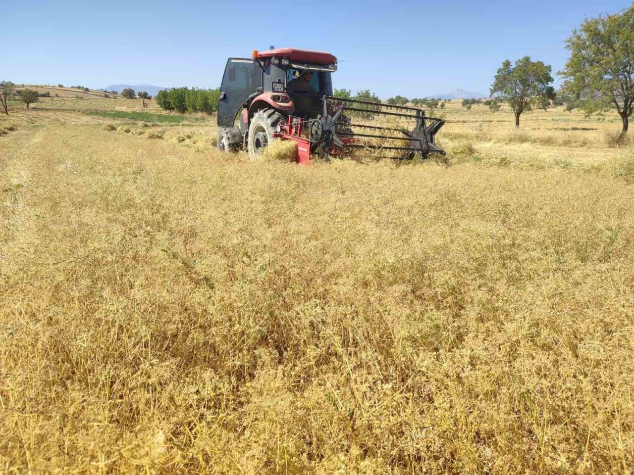 Anasonun anavatanında hasat sona erdi