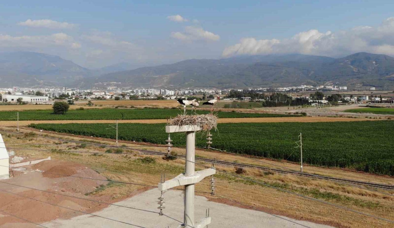 Leylekler yavrularını güneşten korumak için onlara gölge oluyor