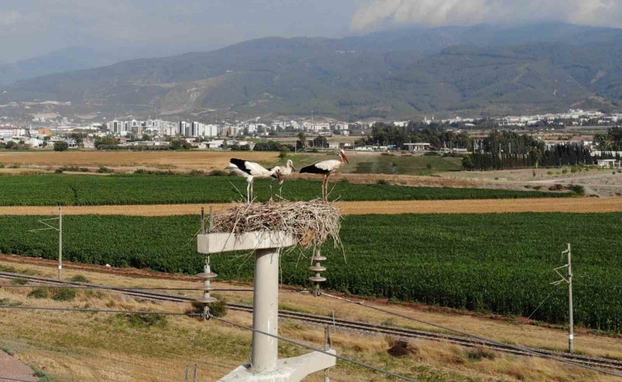 Leylekler yavrularını güneşten korumak için onlara gölge oluyor
