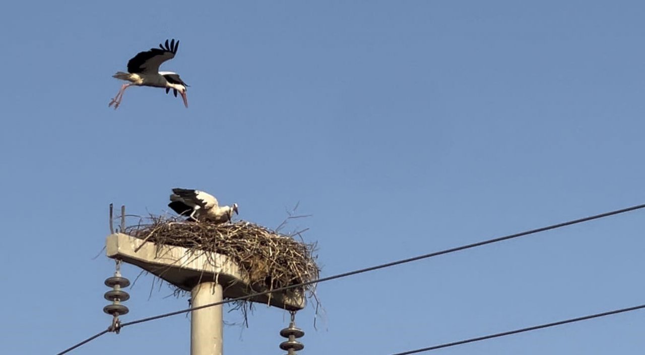 Leylekler yavrularını güneşten korumak için onlara gölge oluyor