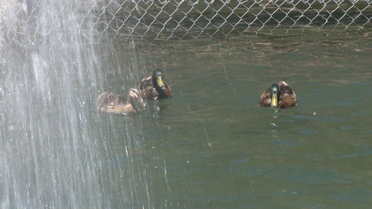 Aşırı sıcaktan bunalan başkentliler parklara akın etti