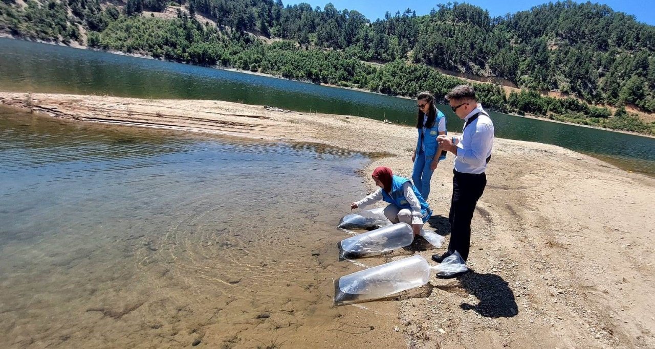 Hisarcık’ta baraj ve göletlere 60 bin yavru sazan balığı bırakıldı