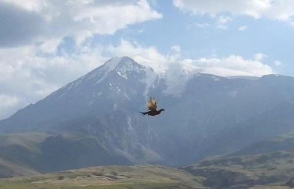 Iğdır’da bin adet sülün doğaya bırakıldı