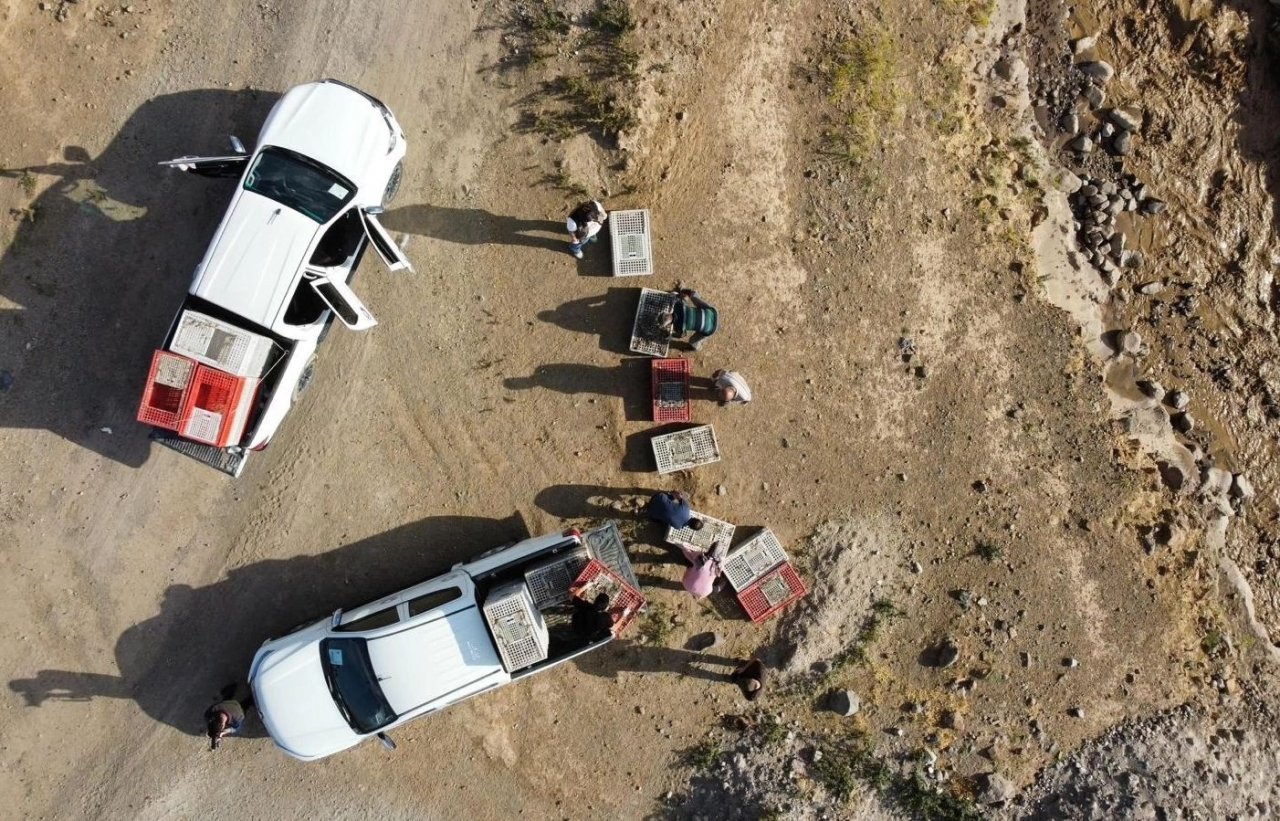 Iğdır’da bin adet sülün doğaya bırakıldı