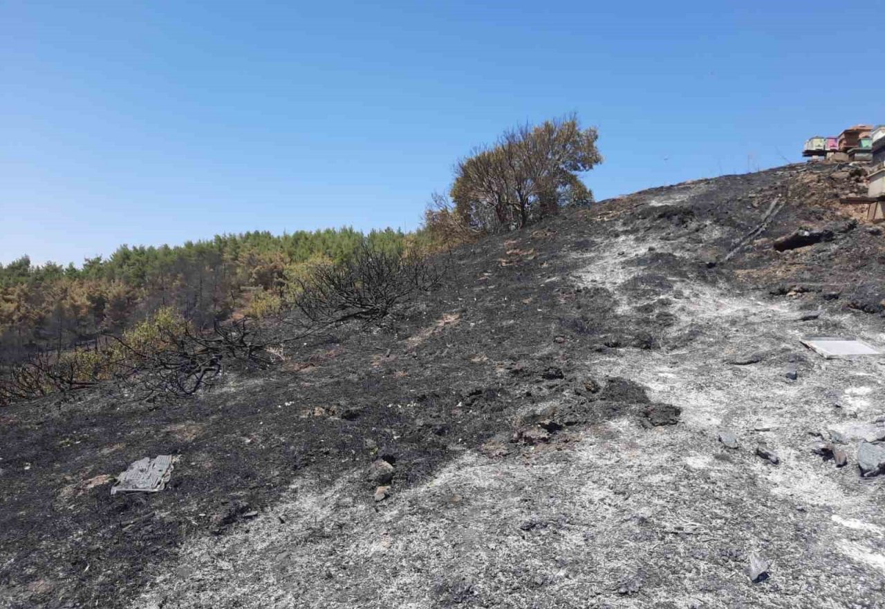 Orman yangını, 10 yıllık emeği yaktı binlerce arısı telef oldu