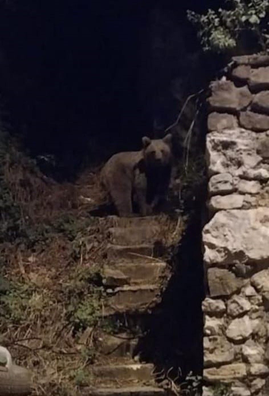 İlçe merkezine inen ayı kamerada