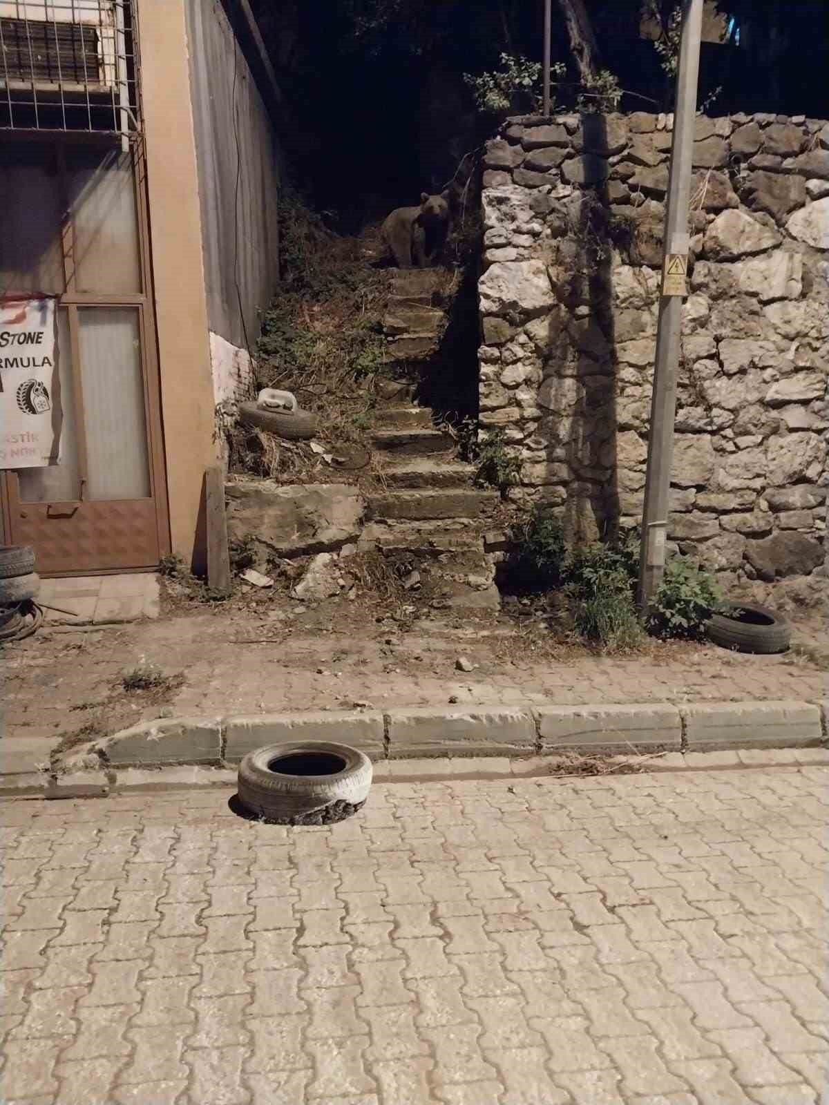 İlçe merkezine inen ayı kamerada