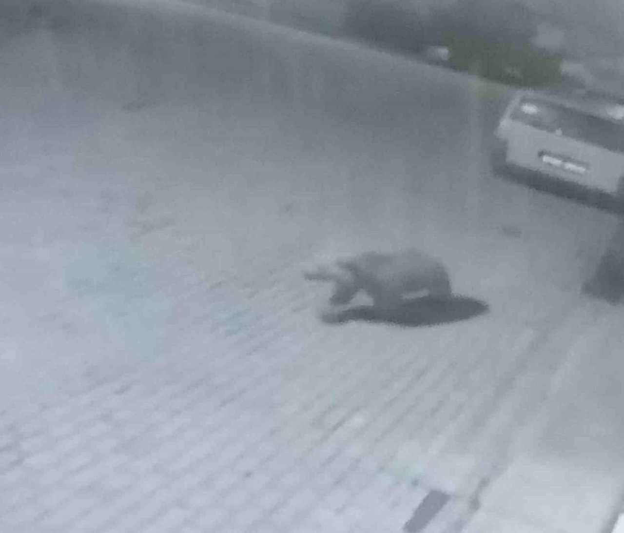 İlçe merkezine inen ayı kamerada