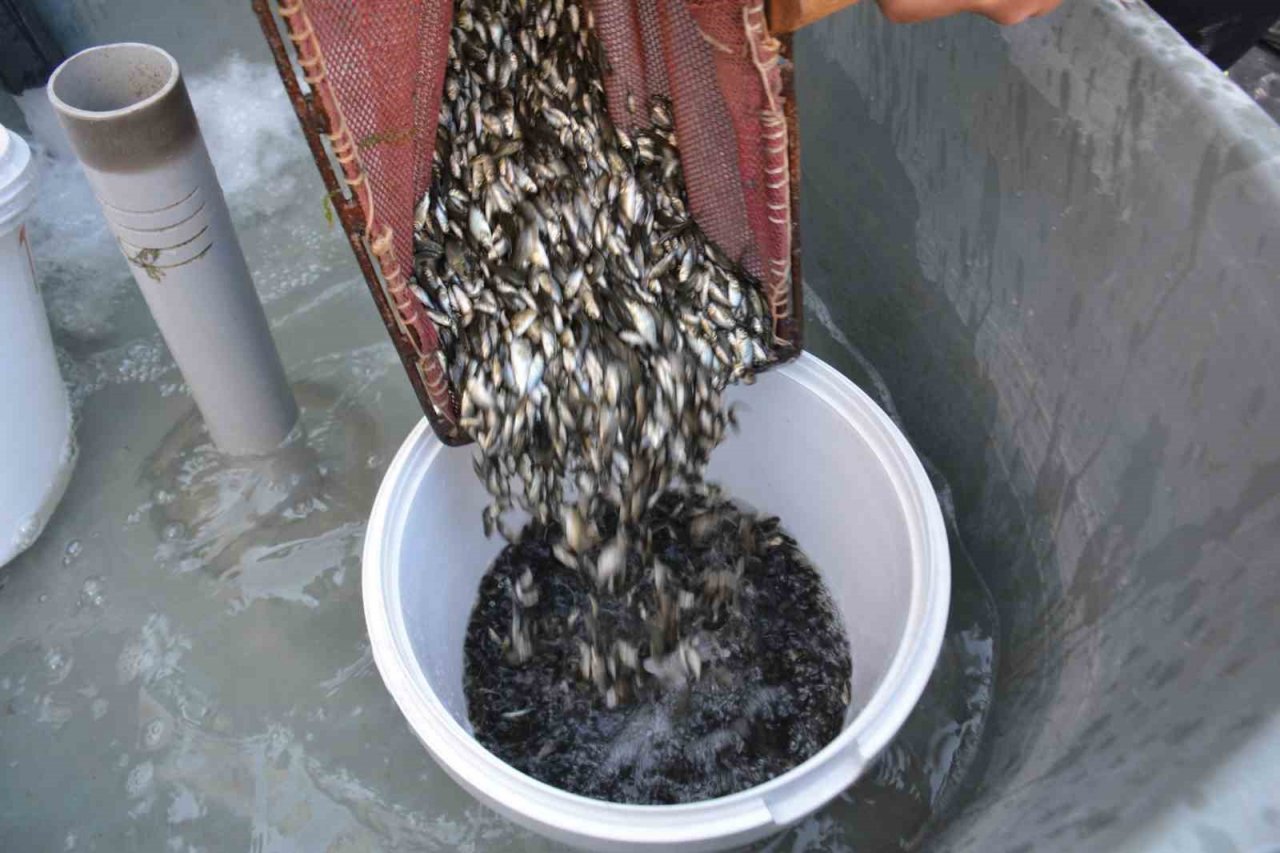 Kütahya’da su kaynaklarına 1 milyon yavru sazan balığı bırakıldı