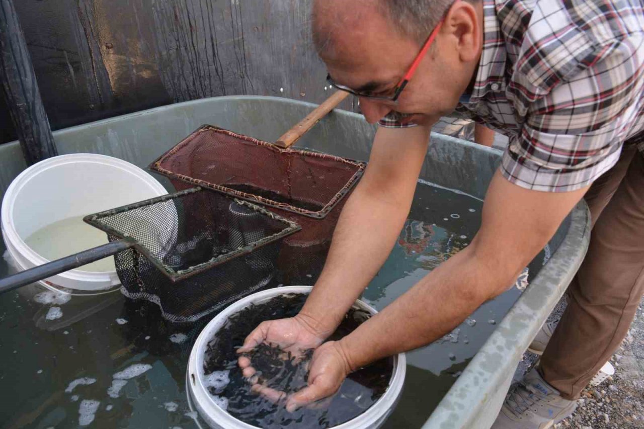Kütahya’da su kaynaklarına 1 milyon yavru sazan balığı bırakıldı