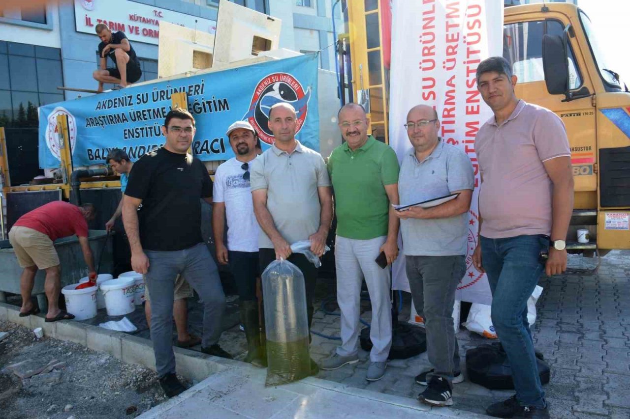 Kütahya’da su kaynaklarına 1 milyon yavru sazan balığı bırakıldı