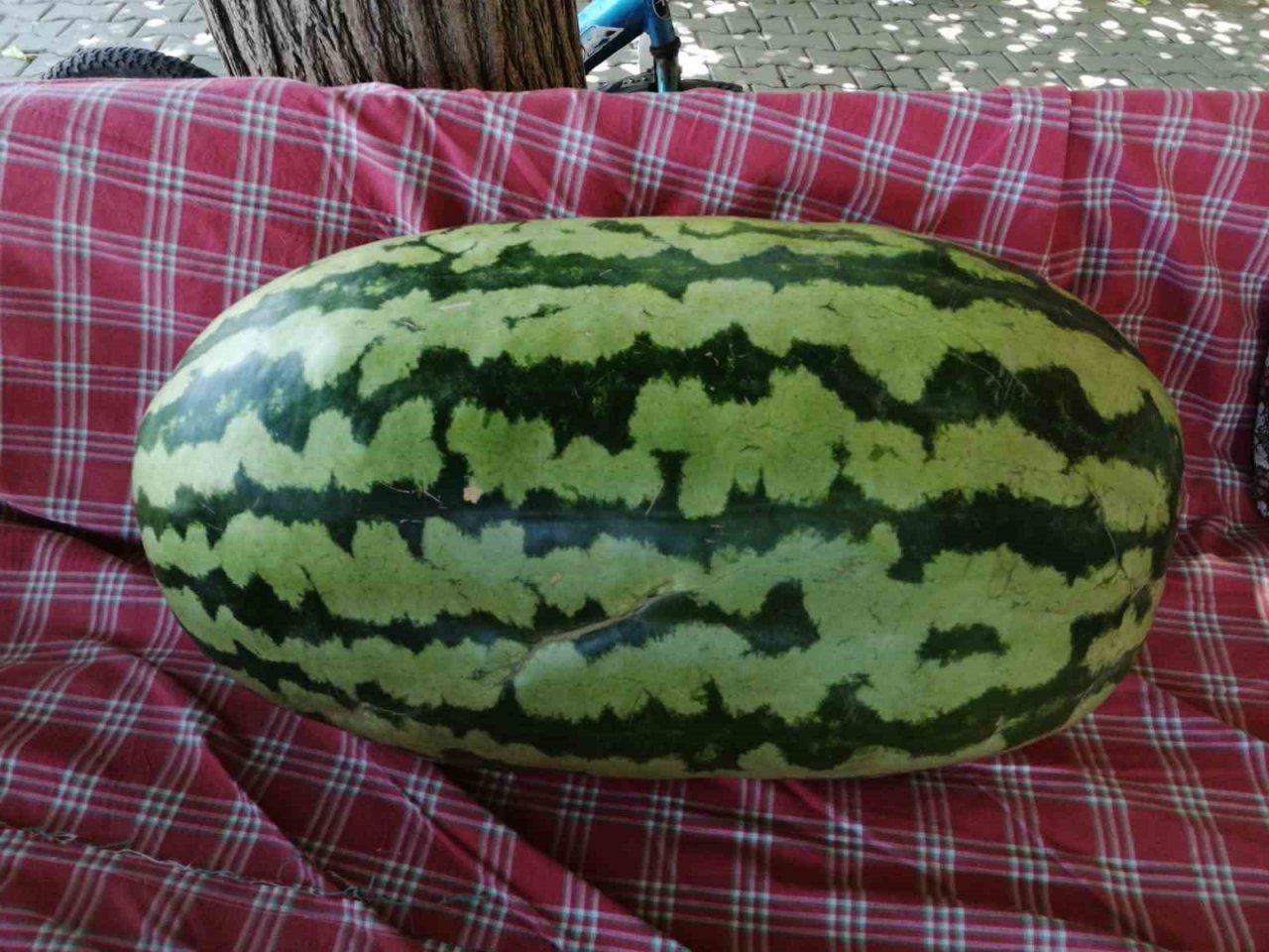 Sarıgöllü üretici devasa karpuz yetiştirdi