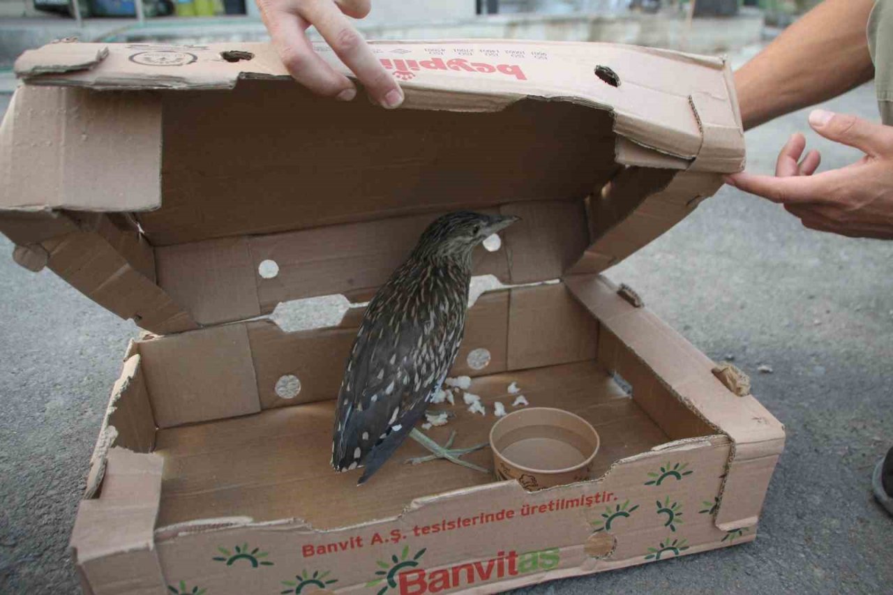 Yaralı bulunan balaban kuşu tedavi altına alındı