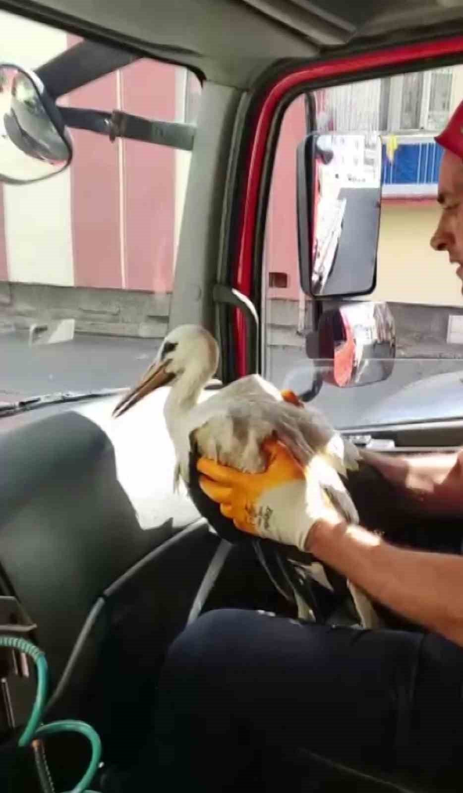 Yuvasından düşen yavru leylek için operasyon