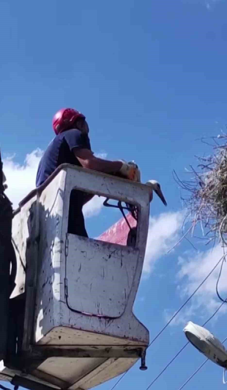 Yuvasından düşen yavru leylek için operasyon