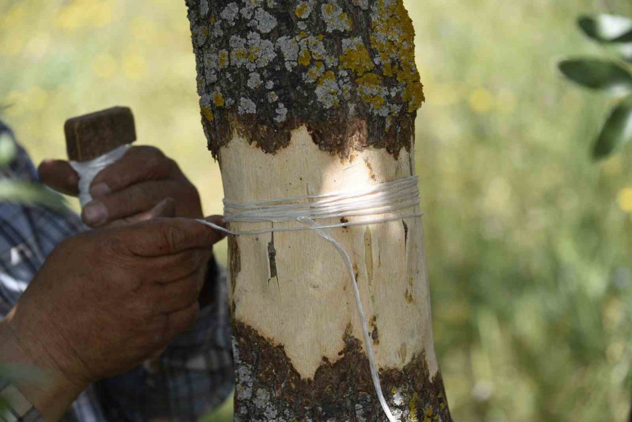 Yunusemre aşılamada hız kesmiyor