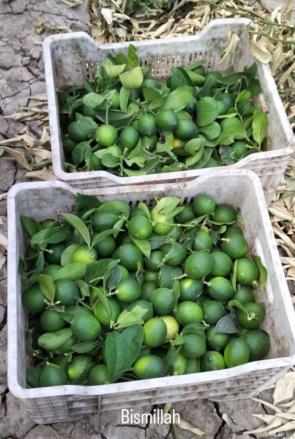 Limonda hasat başlamadan kaçak kesim ve ihraç başladı