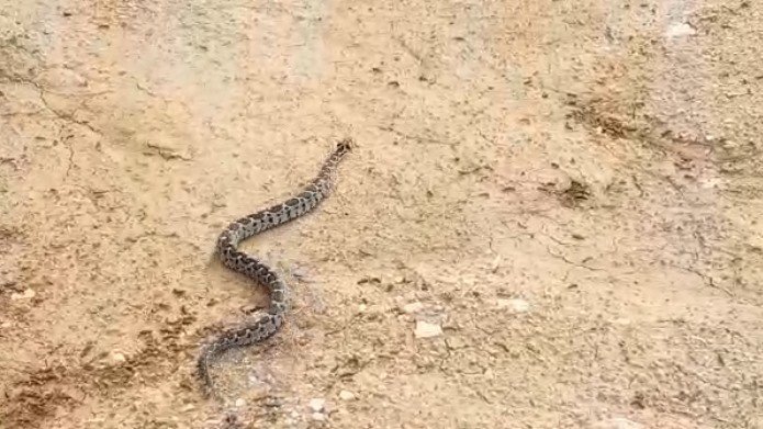Prof. Dr. Olgun: "Pandemi yılanların sayısını artırdı"