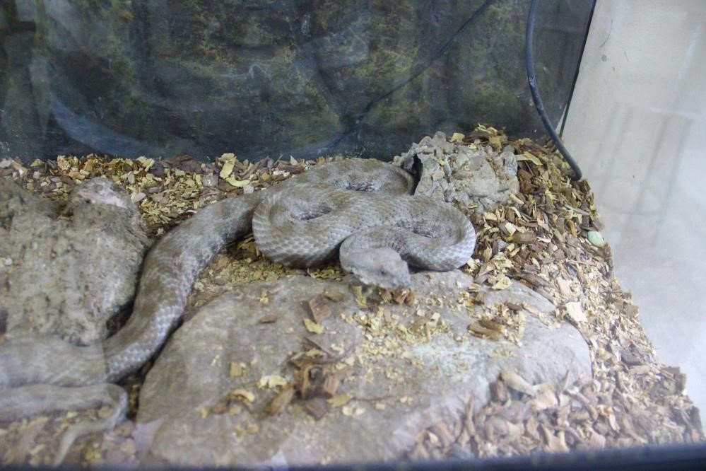 Prof. Dr. Olgun: "Pandemi yılanların sayısını artırdı"