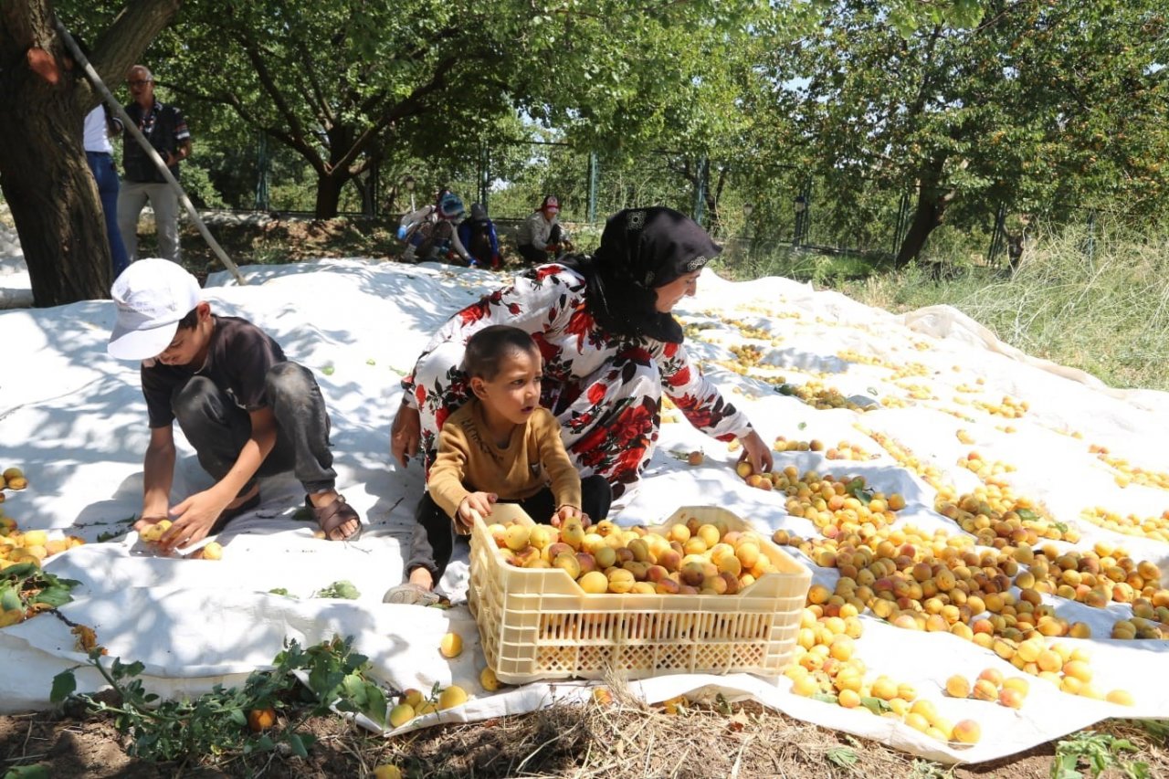 Arguvan’da kayısı hasadı devam ediyor