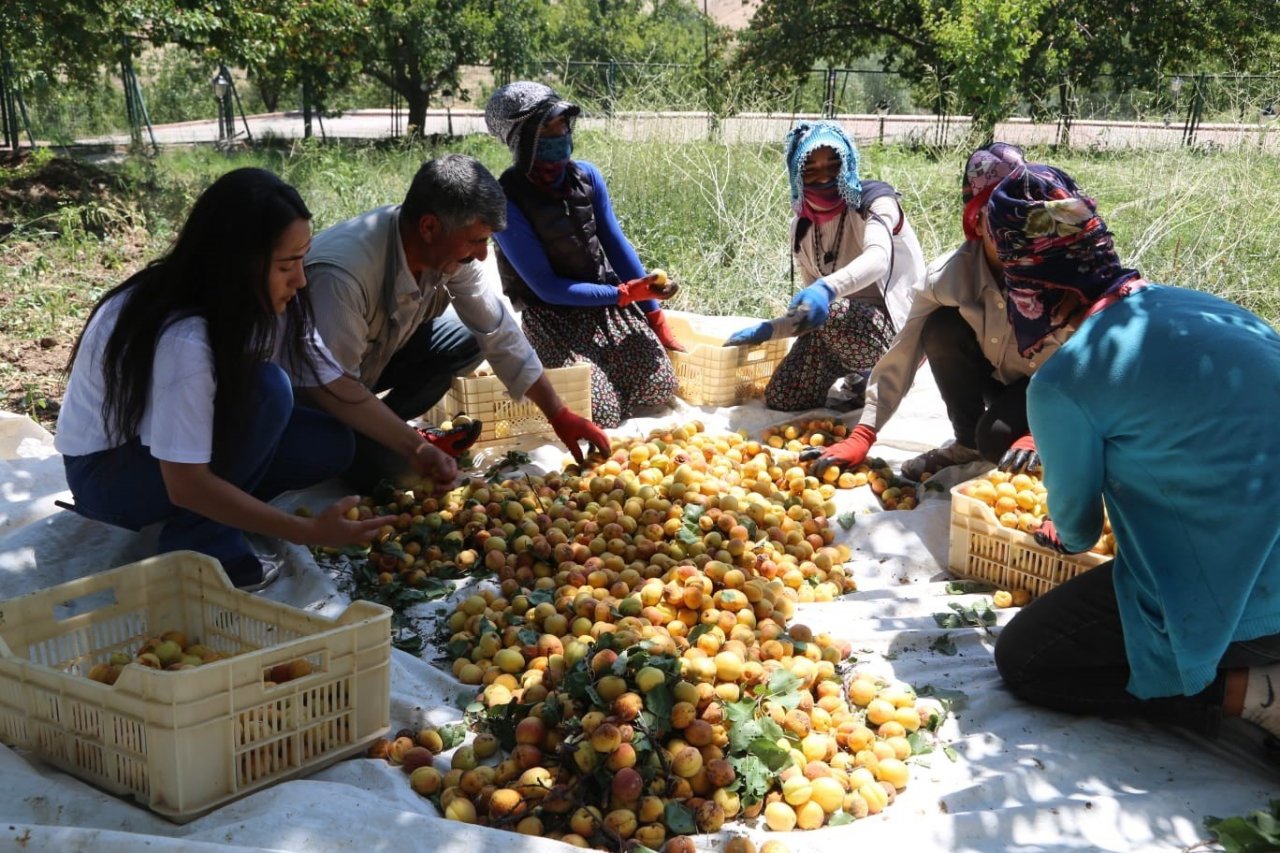Arguvan’da kayısı hasadı devam ediyor